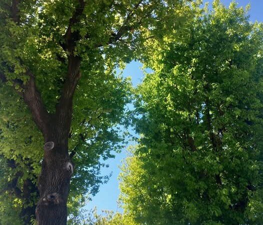 Brusciano, Messa in Sicurezza 5 Alberelli Parco Pubblico